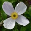 Anemone Wild Swan -Classic Roses Sales Store anemone wild swan bm 2017 3 1000px 1