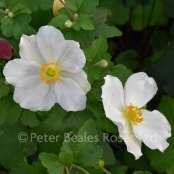 Anemone X Hybrida Honorine Jobert (Japanese Anemone) -Classic Roses Sales Store anemone xh honorine jobert 3 1000px