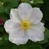 Anemone X Hybrida Honorine Jobert (Japanese Anemone) -Classic Roses Sales Store anemone xh honorine jobert 5 1000px