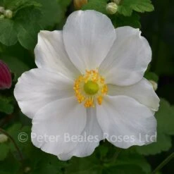 Anemone X Hybrida Honorine Jobert (Japanese Anemone)