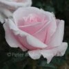 Anna Pavlova (Bush Rose) -Classic Roses Sales Store anna pavlova 2 1000px