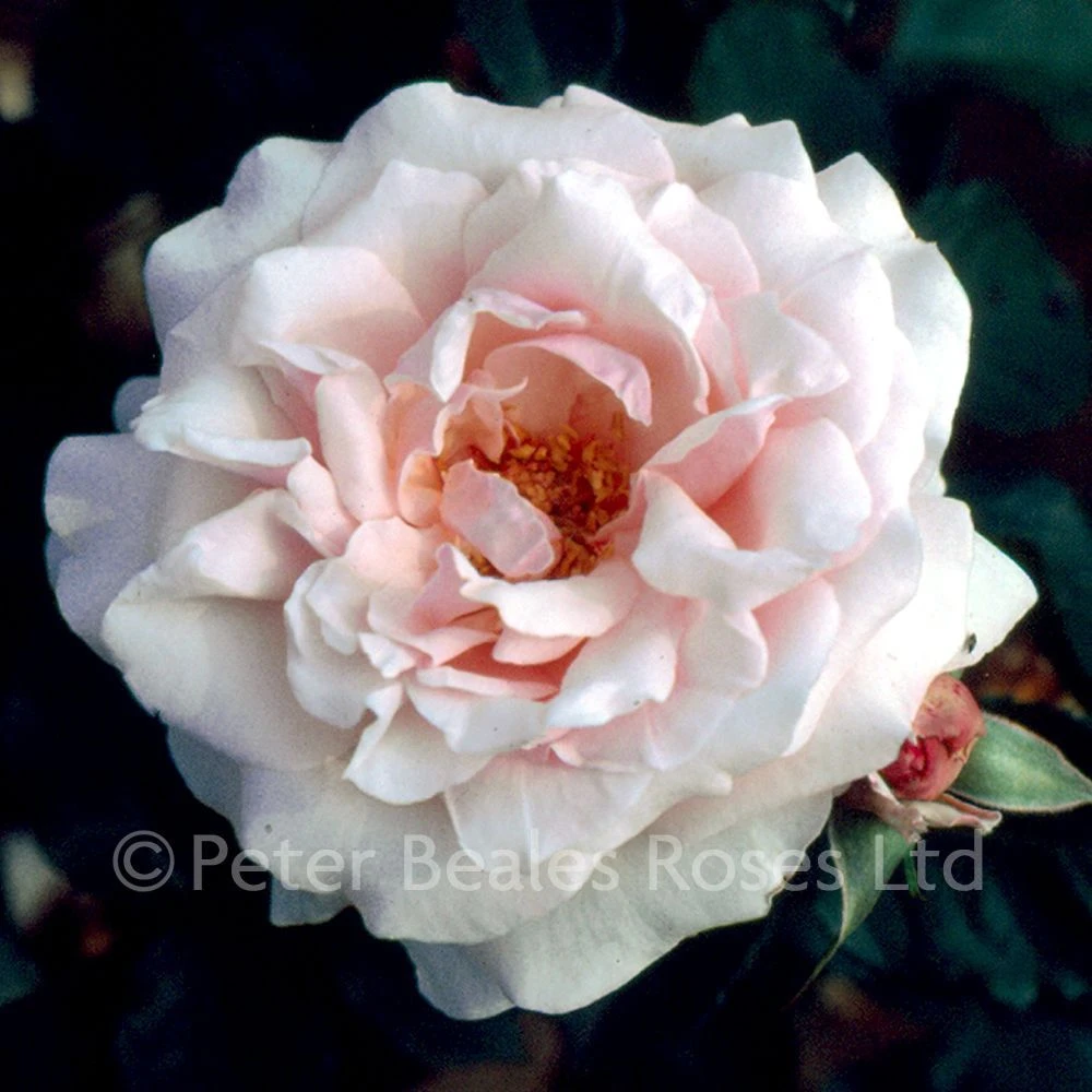 Anna Pavlova (Bush Rose) 4 Anna Pavlova (Bush Rose) - Image 2