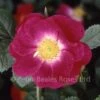 Anne Of Geierstein (Shrub Rose) 1 Anne Of Geierstein (Shrub Rose) -Classic Roses Sales Store anne of geierstein 1000px