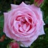 Anthony (Shrub Rose) 1 Anthony (Shrub Rose) -Classic Roses Sales Store anthony 2 1000px