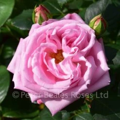 Anthony (Shrub Rose) -Classic Roses Sales Store anthony bm 2016 19 1000px