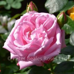 Classic Roses Sales Store -Classic Roses Sales Store anthony bm 2016 21 1000px