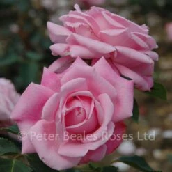 Anthony (Shrub Rose) -Classic Roses Sales Store anthony bm 3 1000px