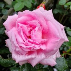Anthony (Shrub Rose) -Classic Roses Sales Store anthony luke june 2019 2 1000px