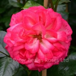 Antique (Climbing Rose) -Classic Roses Sales Store antique bm 2016 4 1000px