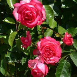 Antique (Climbing Rose) -Classic Roses Sales Store antique bm 2018 5 1000px