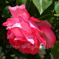 Antique (Climbing Rose) -Classic Roses Sales Store antique bm 2018 6 1000px