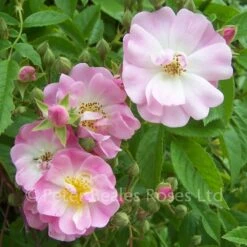 Apple Blossom (Rambling Rose) 9 Apple Blossom (Rambling Rose) -Classic Roses Sales Store apple blossom1 1000px