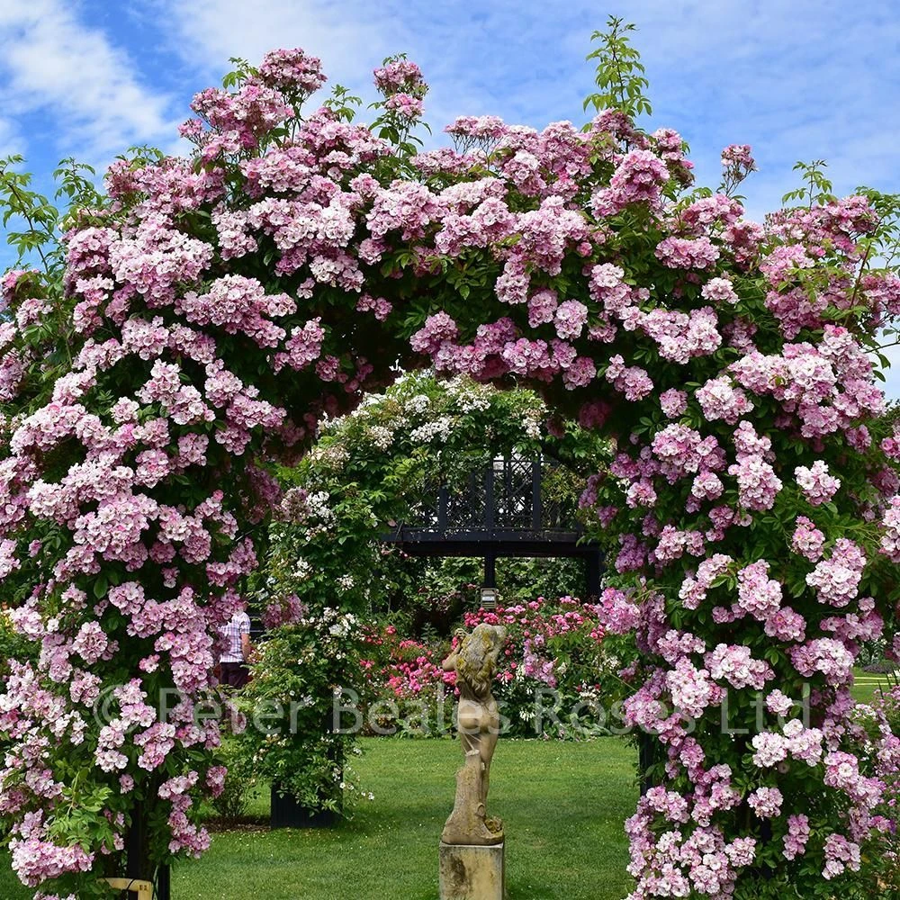 Apple Blossom (Rambling Rose) 4 Apple Blossom (Rambling Rose) - Image 2