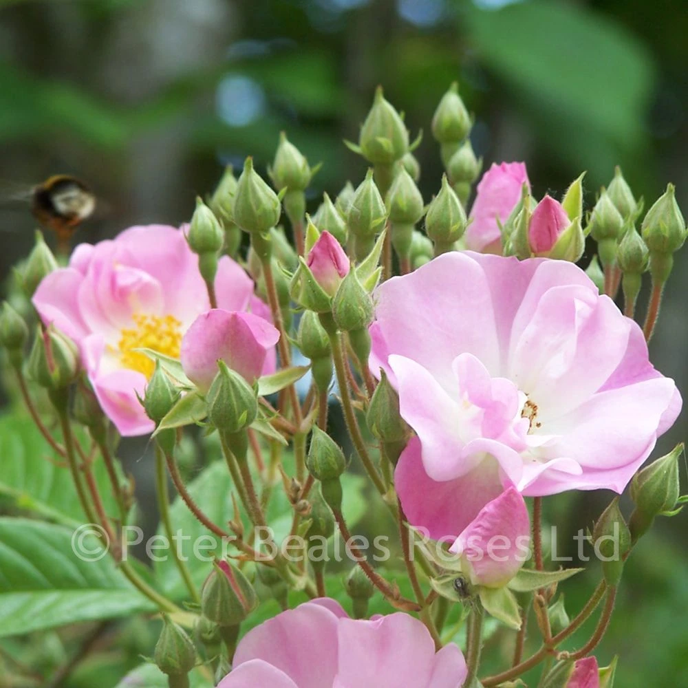 Apple Blossom (Rambling Rose) 6 Apple Blossom (Rambling Rose) - Image 4