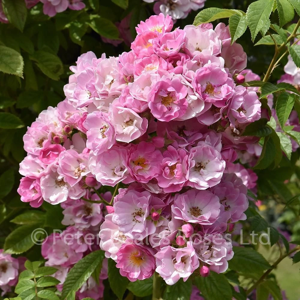 Apple Blossom (Rambling Rose) 7 Apple Blossom (Rambling Rose) - Image 5