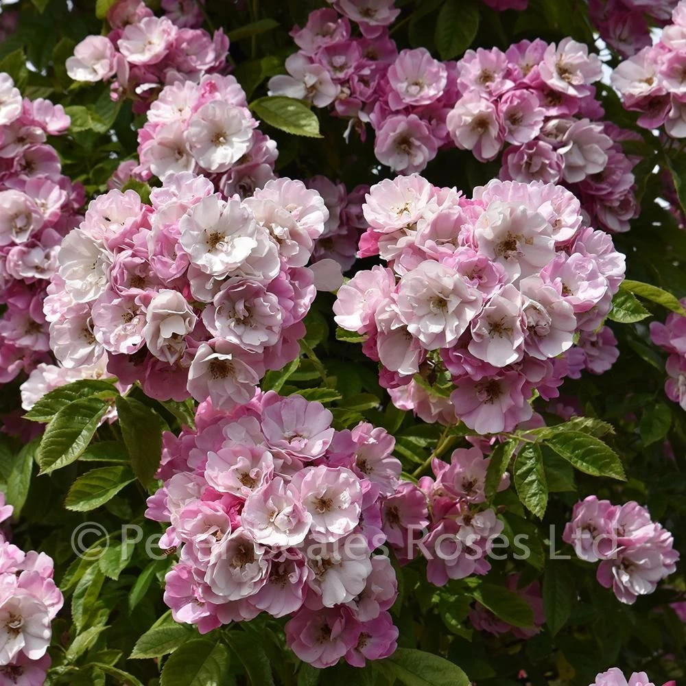 Apple Blossom (Rambling Rose) 3 Apple Blossom (Rambling Rose)