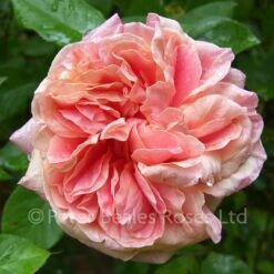 Archiduc Joseph (Shrub Rose) -Classic Roses Sales Store archduc joseph 1 1000px