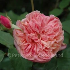 Archiduc Joseph (Shrub Rose) -Classic Roses Sales Store archiduc joseph bm 2015 1 1000px