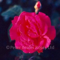 Ards Rover (Climbing Rose)