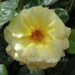 Arthur Bell (Bush Rose) 10 Arthur Bell (Bush Rose) -Classic Roses Sales Store arthur bell bm 22 1000px