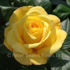 Arthur Bell Climber (Climbing Rose) -Classic Roses Sales Store arthur bell bm 23 1000px 1