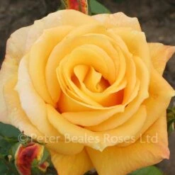 Arthur Bell Climber (Climbing Rose)