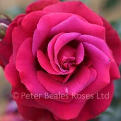 As Good As It Gets (Bush Rose)