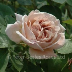 Ashwednesday (Climbing Rose) -Classic Roses Sales Store ash wednesday bm 12 1000px