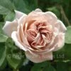 Ashwednesday (Climbing Rose) -Classic Roses Sales Store ash wednesday bm 9 1000px