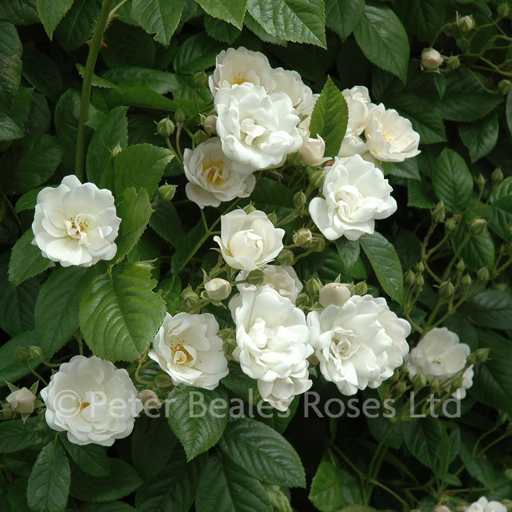 Astra Desmond (Rambling Rose) 5 Astra Desmond (Rambling Rose) - Image 3