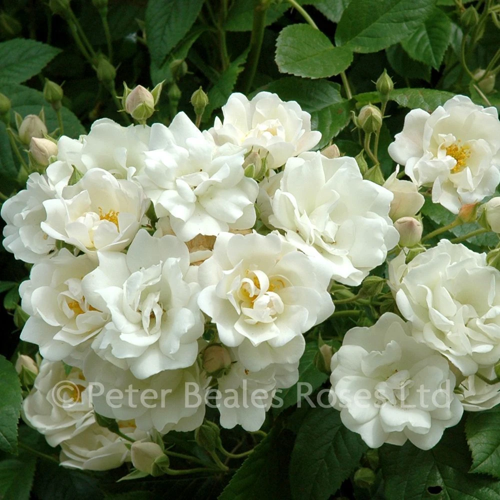 Astra Desmond (Rambling Rose) 3 Astra Desmond (Rambling Rose)