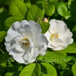 Astra Desmond (Rambling Rose) 10 Astra Desmond (Rambling Rose) -Classic Roses Sales Store astra desmond bm 2016 4 1000px