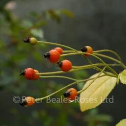 Astra Desmond (Rambling Rose) 11 Astra Desmond (Rambling Rose) -Classic Roses Sales Store astra desmond hips z 2 1000px