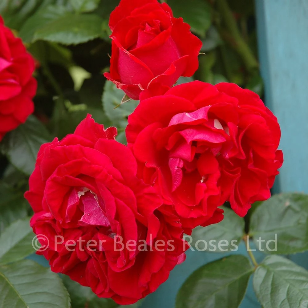 Attleborough (Climbing Rose) 4 Attleborough (Climbing Rose) - Image 2