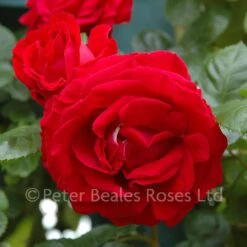 Attleborough (Climbing Rose) 7 Attleborough (Climbing Rose) -Classic Roses Sales Store attleborough bm 7 1000px