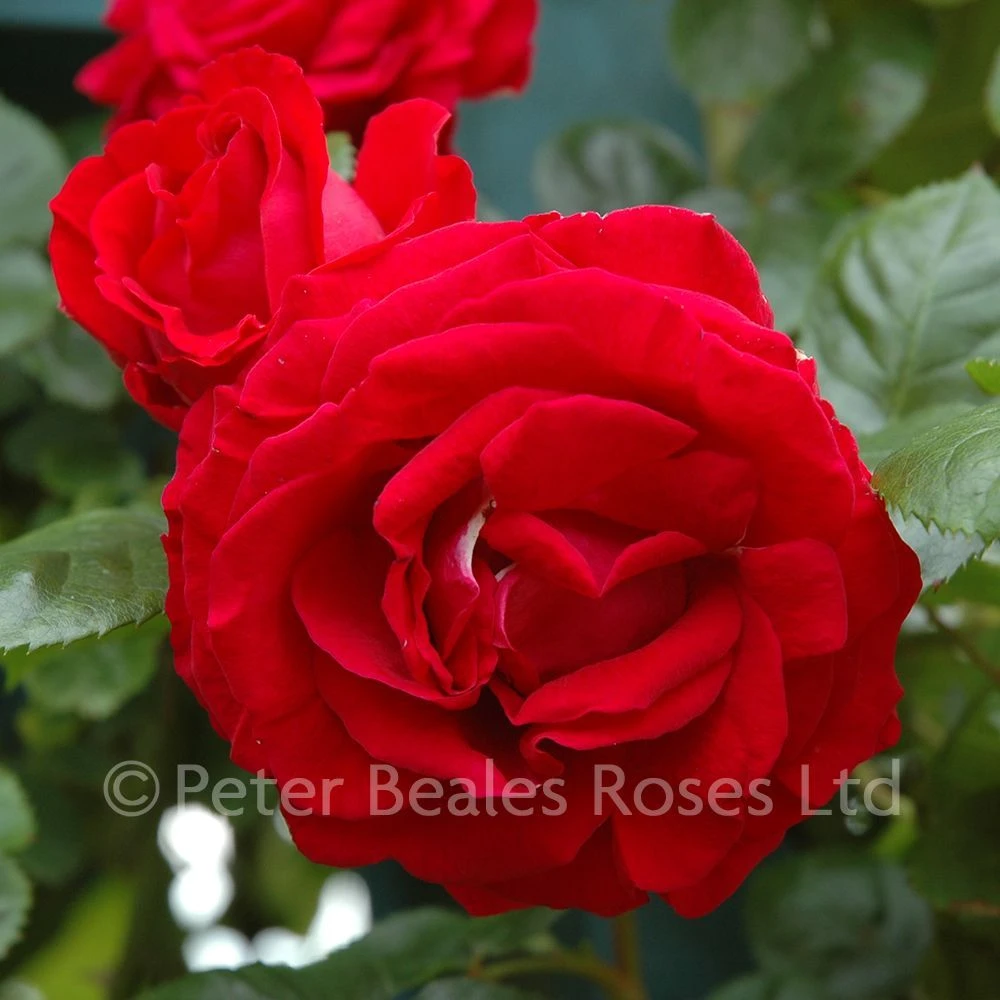 Attleborough (Climbing Rose) 5 Attleborough (Climbing Rose) - Image 3