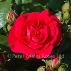 Attleborough (Climbing Rose)