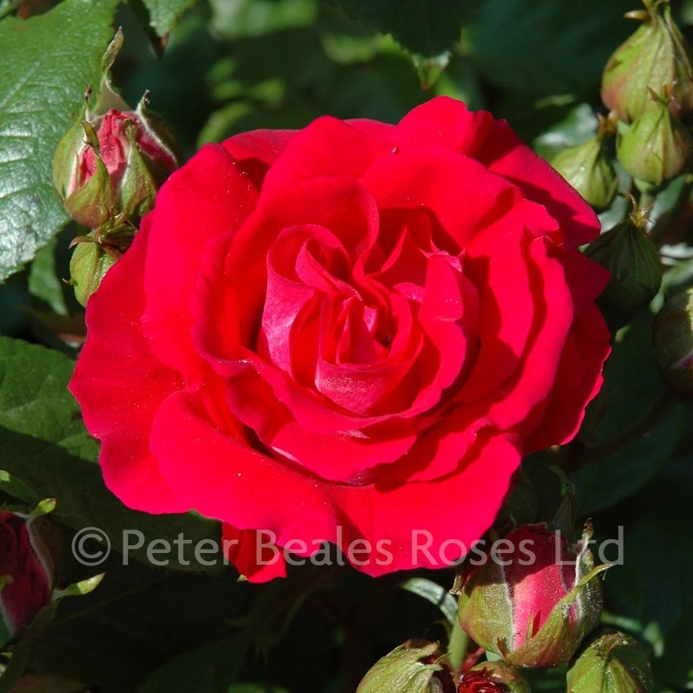 Attleborough (Climbing Rose) 3 Attleborough (Climbing Rose)
