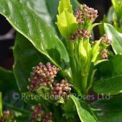 Aucuba Japonica Rozannie (Japanese Laurel)