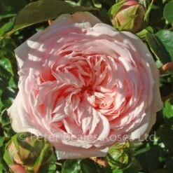 Awakening (Weeping Standard Rose) 10 Awakening (Weeping Standard Rose) -Classic Roses Sales Store awakening 1000px 2