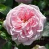 Awakening (Weeping Standard Rose) -Classic Roses Sales Store awakening bm 2016 2 1000px 2