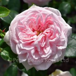 Awakening (Weeping Standard Rose)