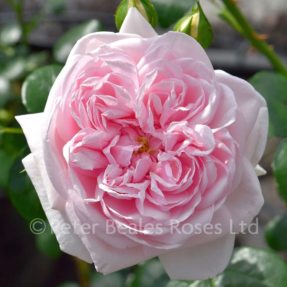 Awakening (Weeping Standard Rose) 4 Awakening (Weeping Standard Rose) - Image 2