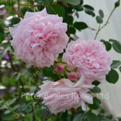 Awakening (Weeping Standard Rose) 9 Awakening (Weeping Standard Rose) -Classic Roses Sales Store awakening bm 2016 8 1000px 1