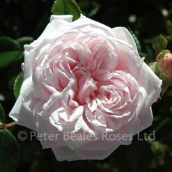Awakening (Rambling Rose) -Classic Roses Sales Store awakening bm 5 1000px 1