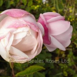 Ayrshire Splendens (Rambling Rose) 7 Ayrshire Splendens (Rambling Rose) -Classic Roses Sales Store ayrshire splendens5 1000px