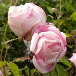 Ayrshire Splendens (Rambling Rose)