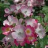 Ballerina (Half Standard Rose) -Classic Roses Sales Store ballerina 2 1000px