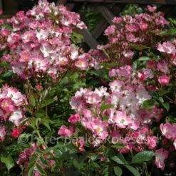 Ballerina (Half Standard Rose) -Classic Roses Sales Store ballerina bm 11 1000px