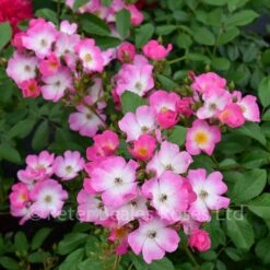 Ballerina (Half Standard Rose) -Classic Roses Sales Store ballerina bm 2016 6 1000px